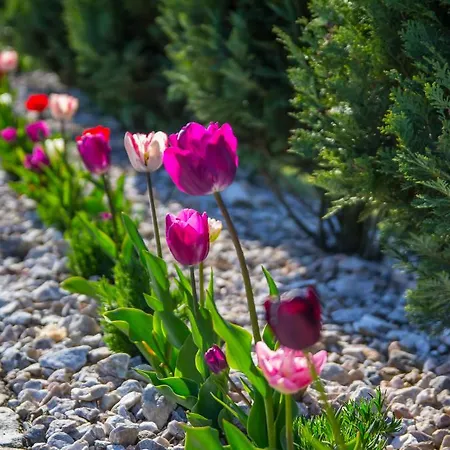 Biała Róża Boleslawiec (Lower Silesia)