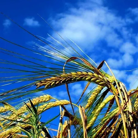 Frühstückspension Biala Roza Boleslawiec (Lower Silesia)