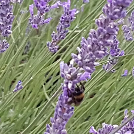 Biala Roza 3* Boleslawiec (Lower Silesia)