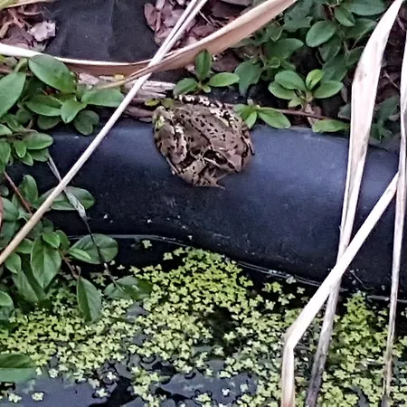 Biała Róża Nocleg ze śniadaniem 3*