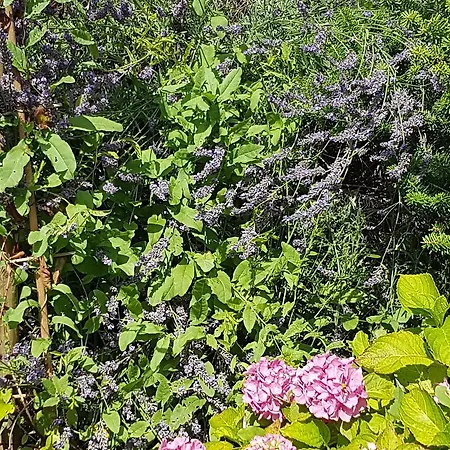 Frühstückspension Biala Roza Boleslawiec (Lower Silesia)