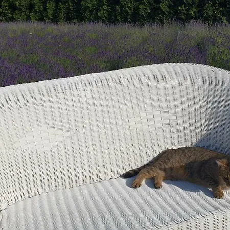 Nocleg ze śniadaniem Biała Róża Boleslawiec (Lower Silesia)