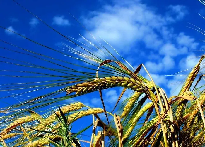 Bed & Breakfast Biala Roza Boleslawiec (Lower Silesia)