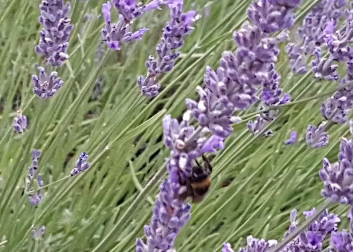 Biala Roza 3* Boleslawiec (Lower Silesia)