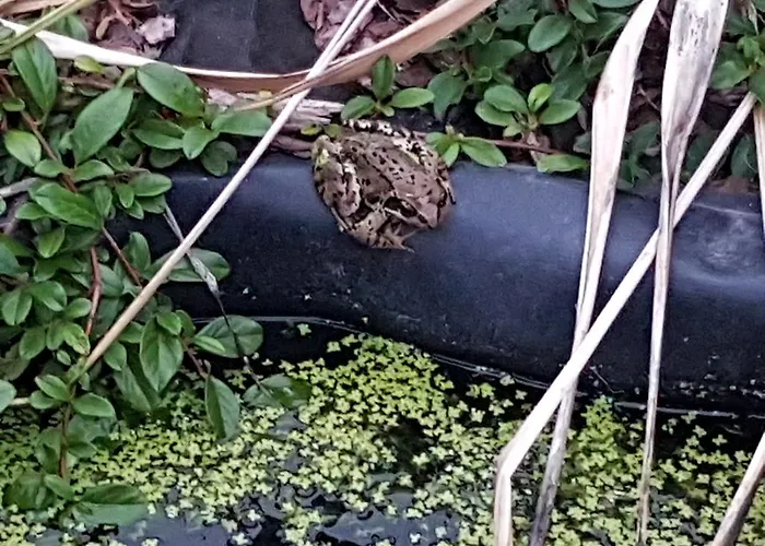 Biala Roza Bed & Breakfast 3*