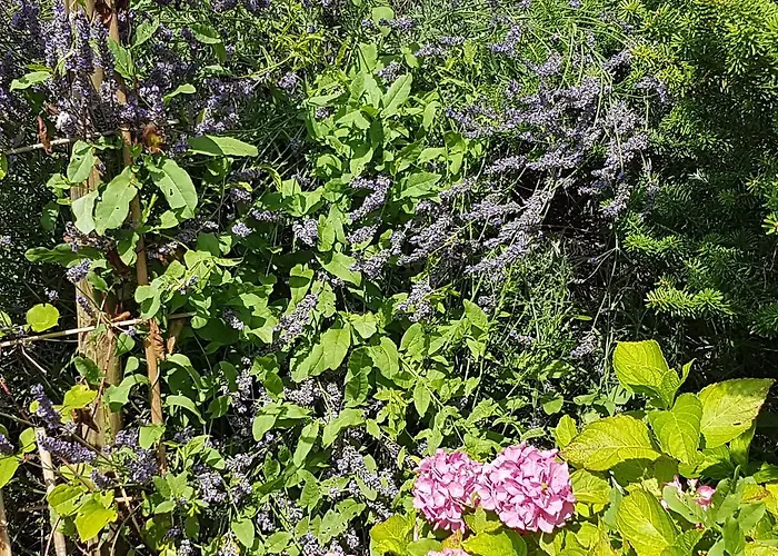 Bed & Breakfast Biala Roza Boleslawiec (Lower Silesia)