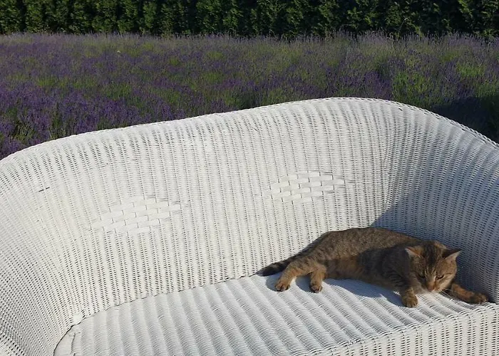 Bed & Breakfast Biala Roza Boleslawiec (Lower Silesia)